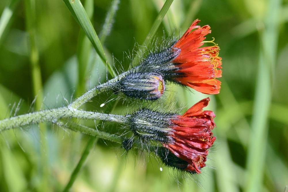 Bel fiore rosso: Pilosella aurantiaca (Asteraceae)